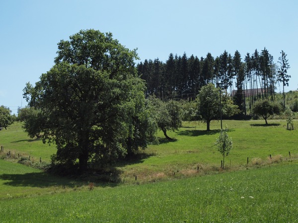 Bild Nr. 19